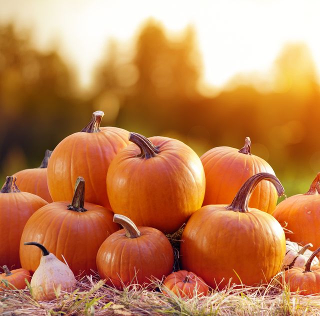 Pop-up Pumpkin Patch, Saturday October 15 11am-2pm